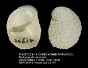 PLEISTOCENE-OKEECHOBEE FORMATION Bostrycapulus aculeata